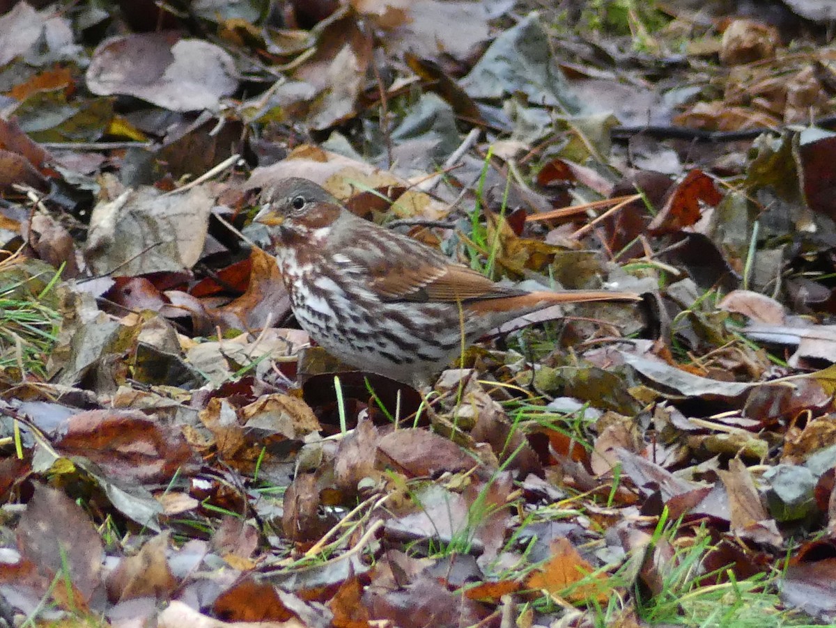 Fox Sparrow - ML41461751