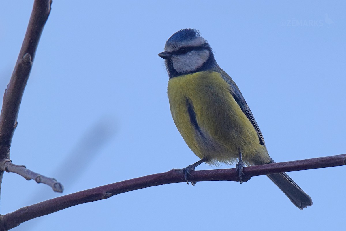 Eurasian Blue Tit - ML414619281