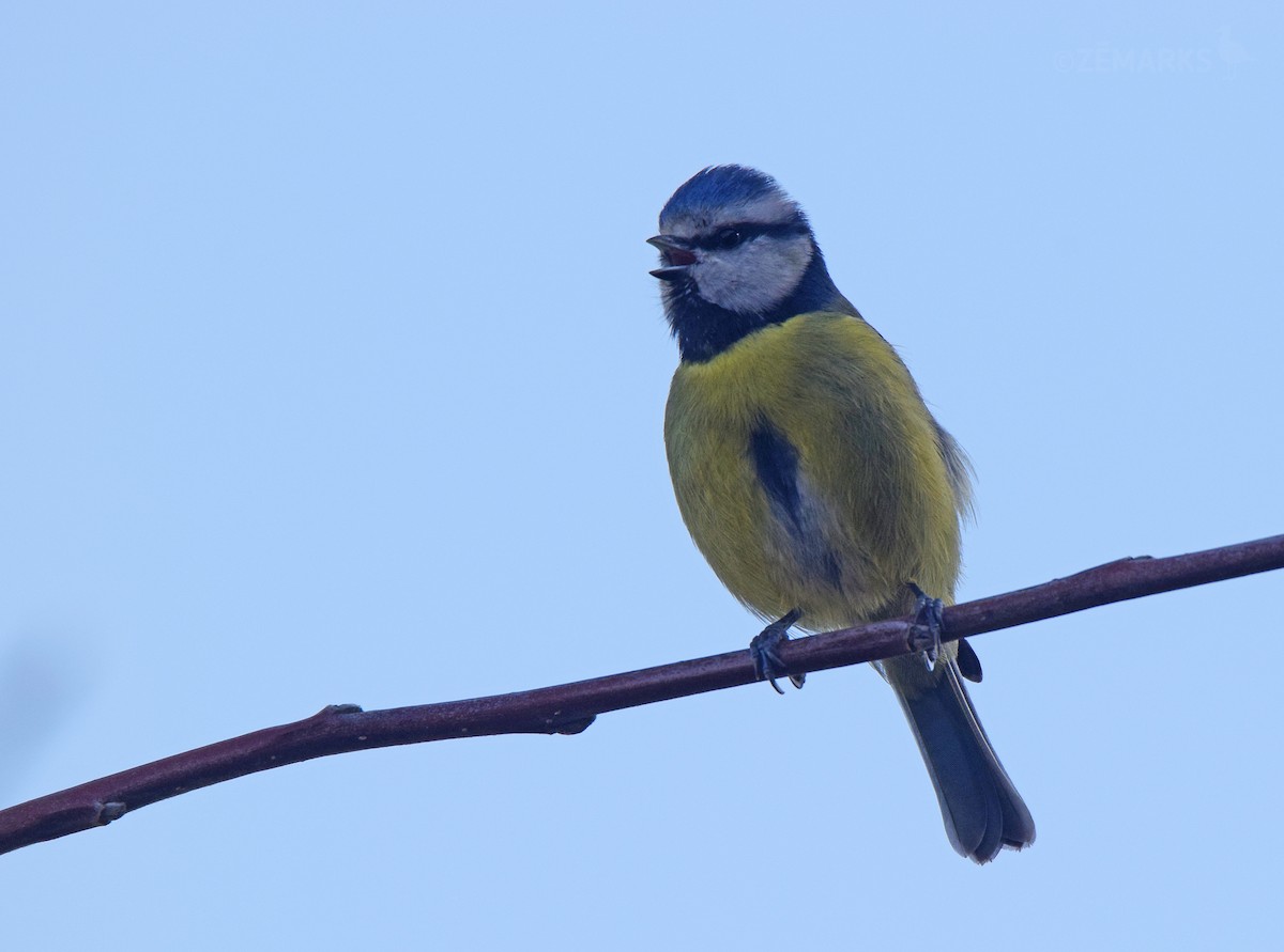 Eurasian Blue Tit - ML414619381