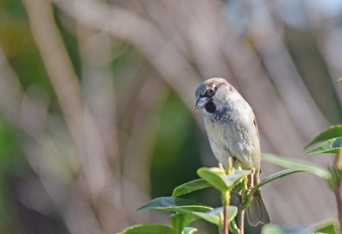 House Sparrow - ML414619631