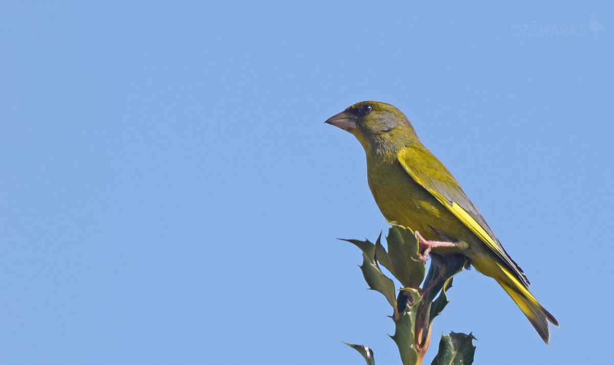 European Greenfinch - ML414619881