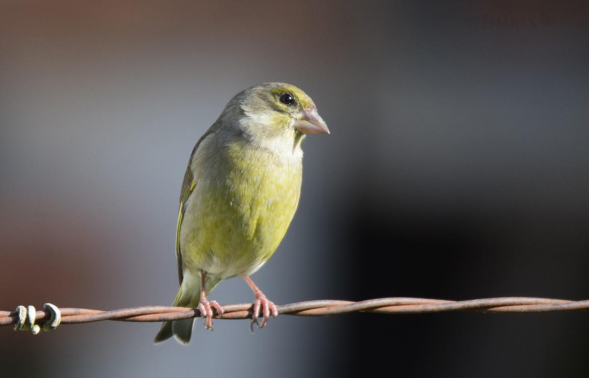 European Greenfinch - ML414619921