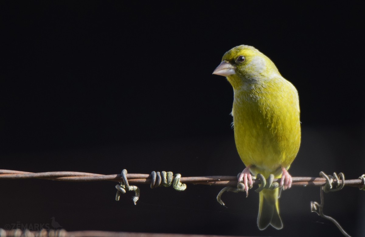 European Greenfinch - ML414619991