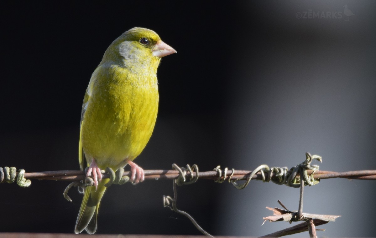European Greenfinch - ML414620001