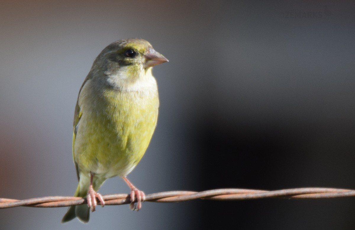 European Greenfinch - ML414620021