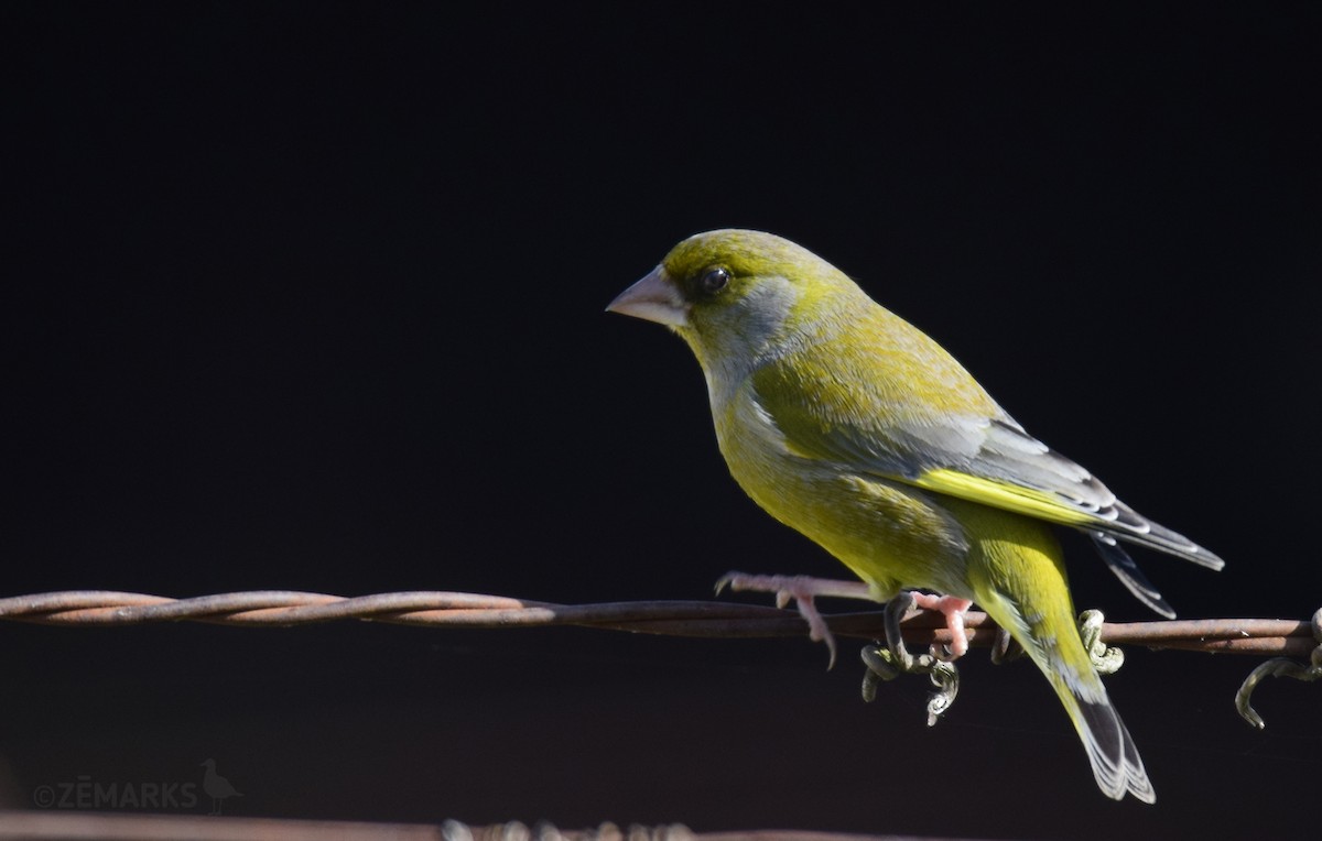 European Greenfinch - ML414620031
