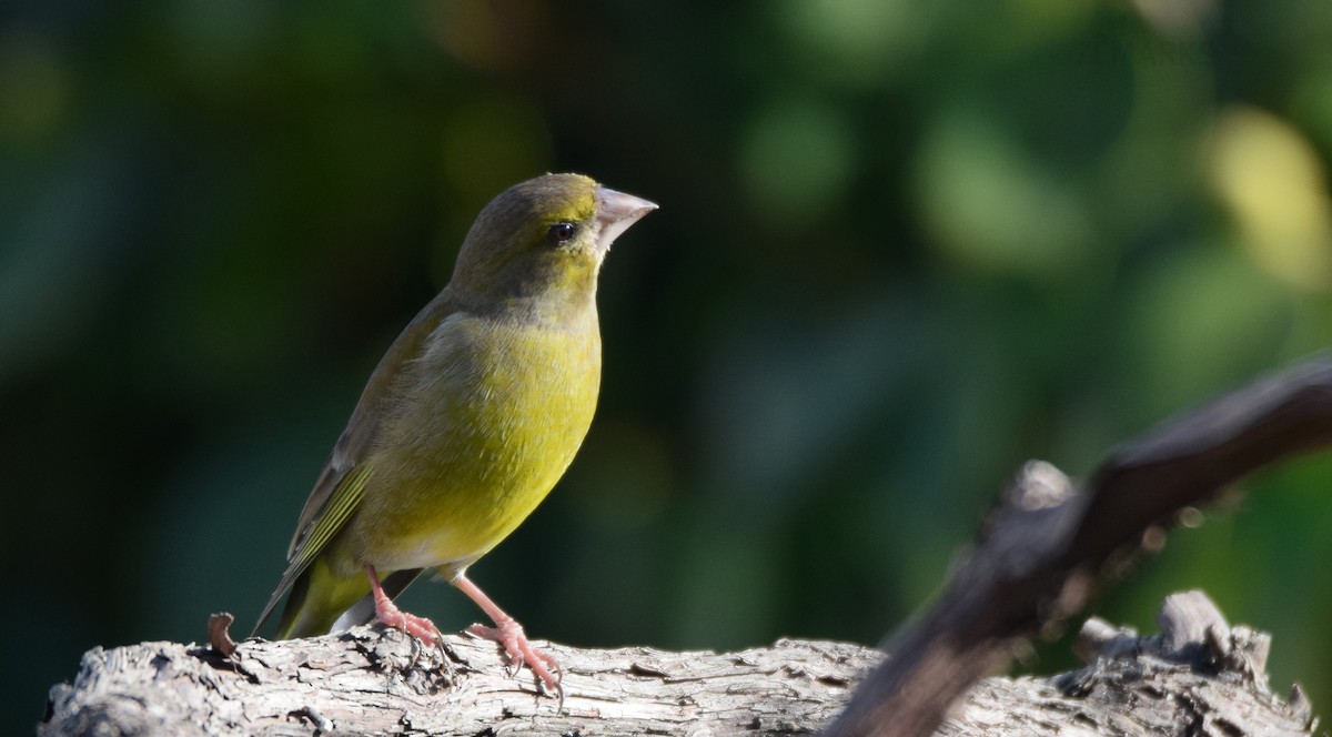 European Greenfinch - ML414620051