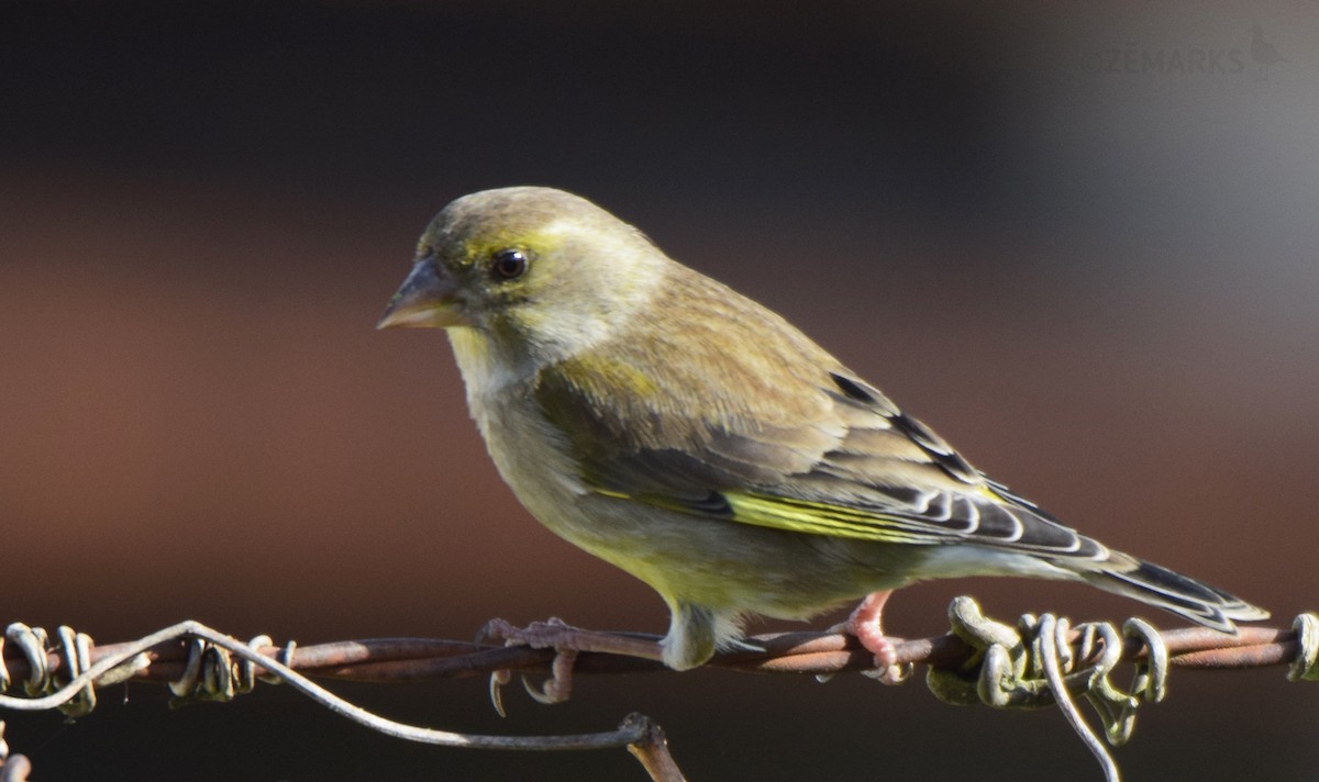 European Greenfinch - ML414620101