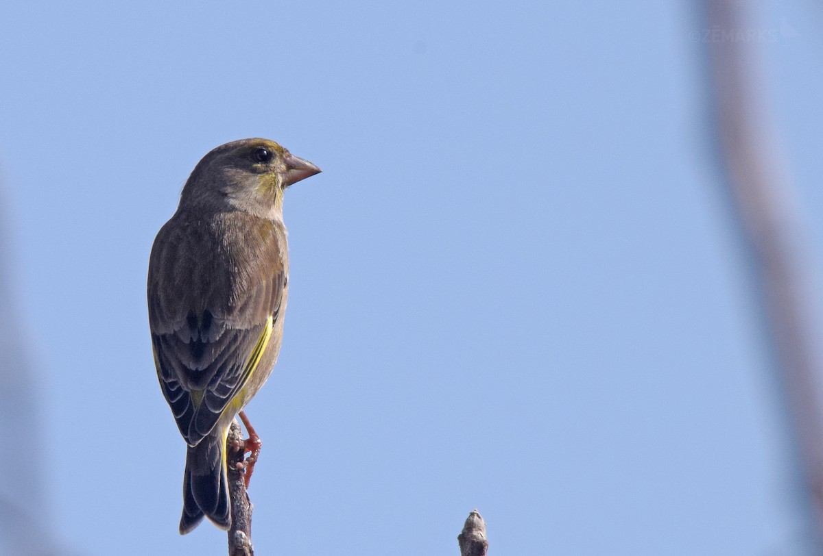 European Greenfinch - ML414620191
