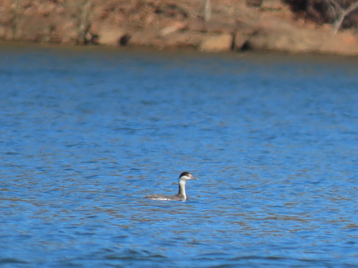 Horned Grebe - ML414620431