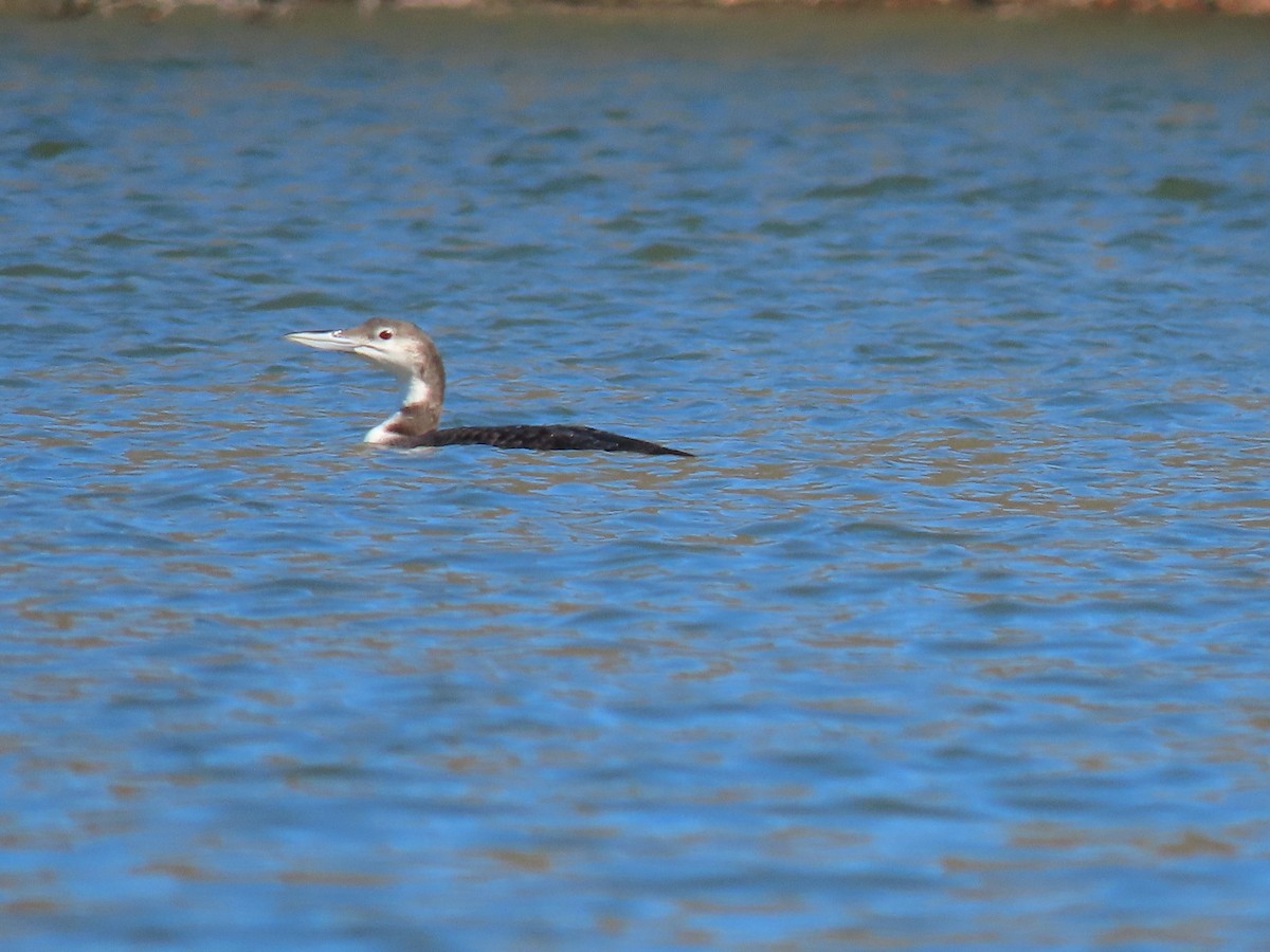 Common Loon - ML414620531