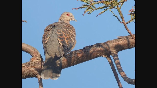 Oriental Turtle-Dove - ML414621481