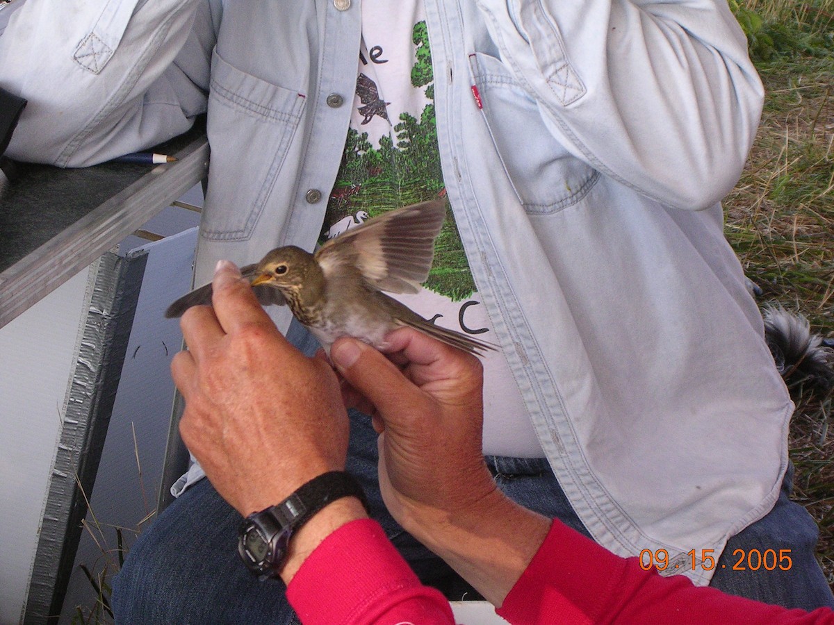 Swainson's Thrush - ML41462181