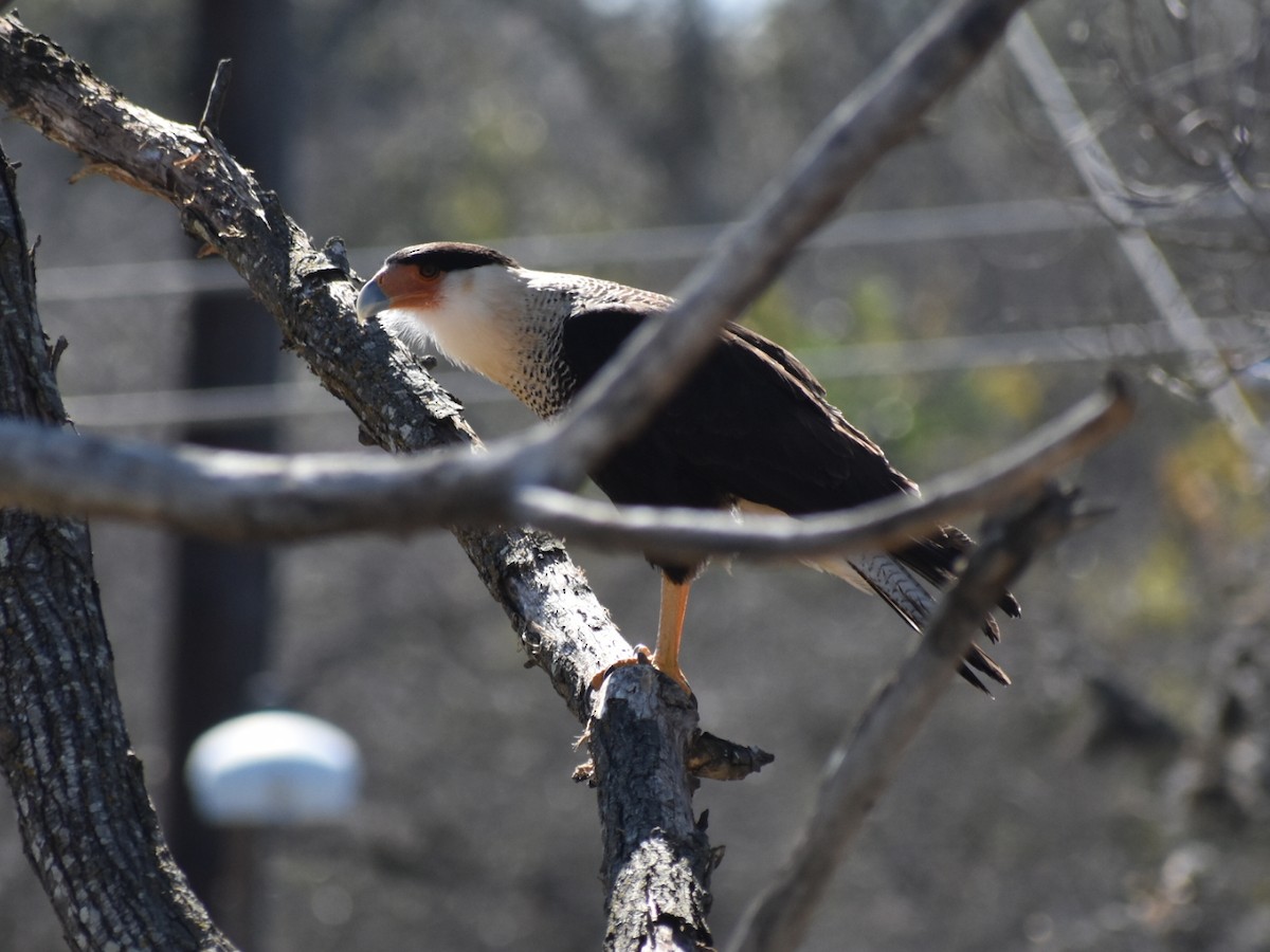 Crested Caracara - ML414623291