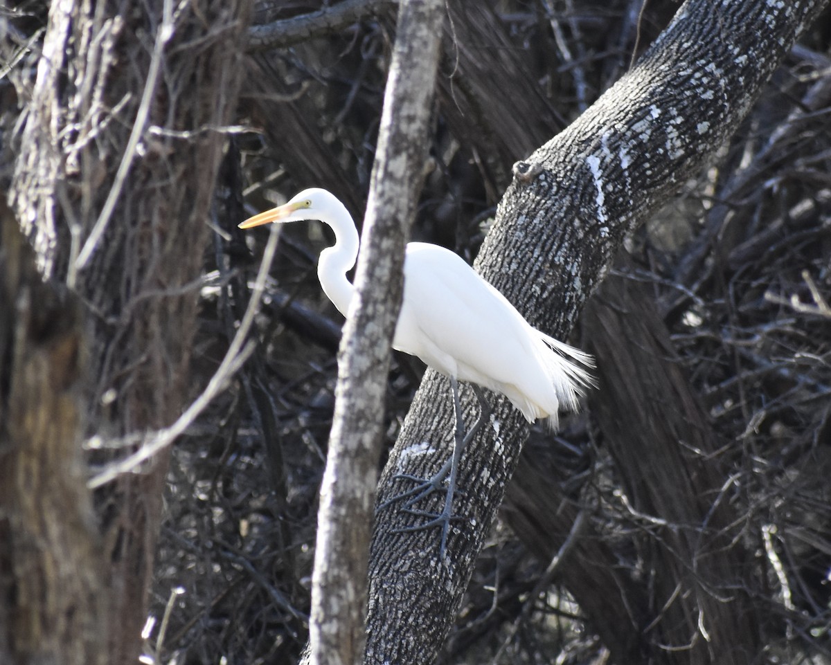 Great Egret - ML414623331