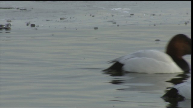 Common Goldeneye - ML414624