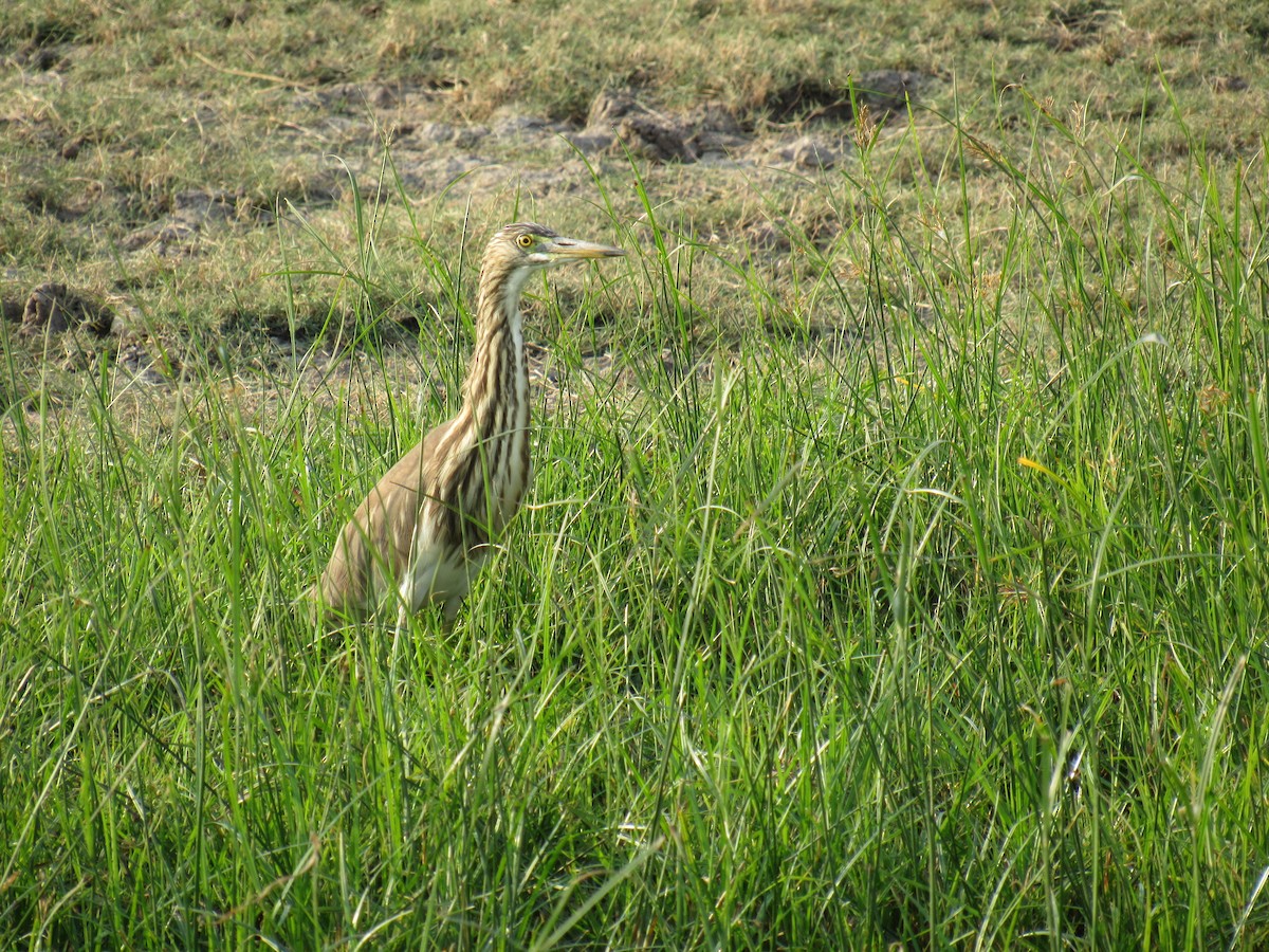 Indian Pond-Heron - ML41462441