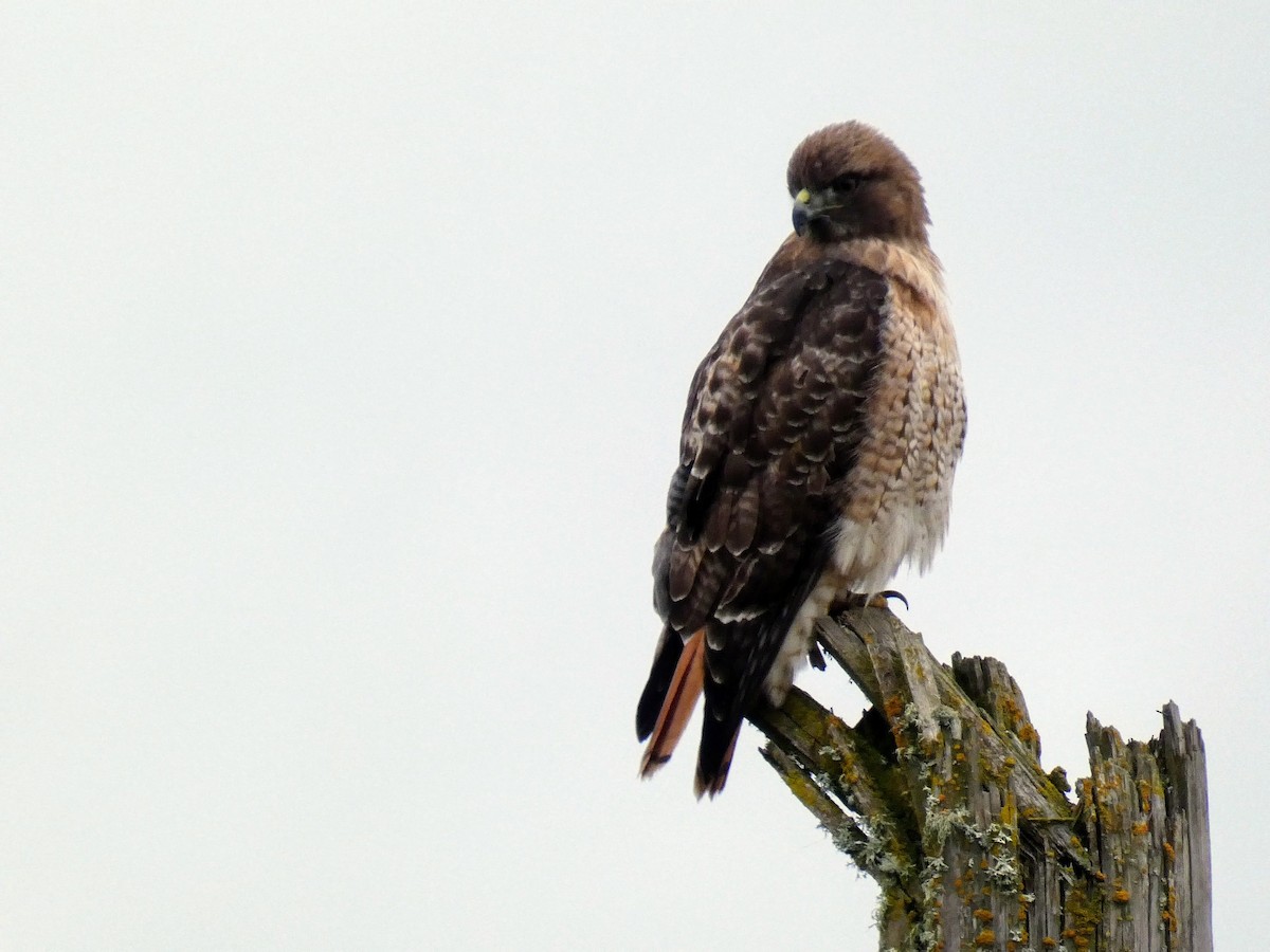 Red-tailed Hawk - ML414625811