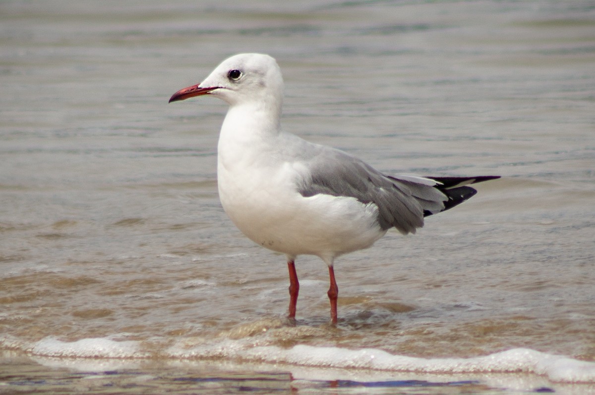 Gray-hooded Gull - ML414626101