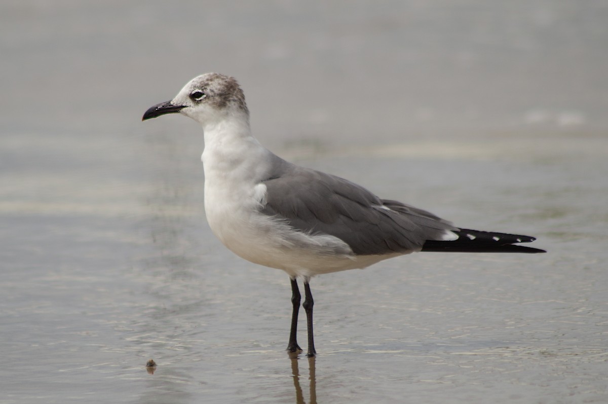 Laughing Gull - ML414626171