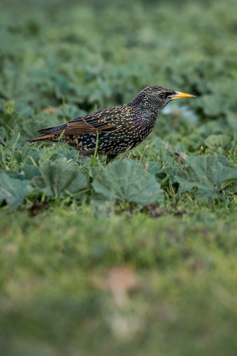 European Starling - ML414626621