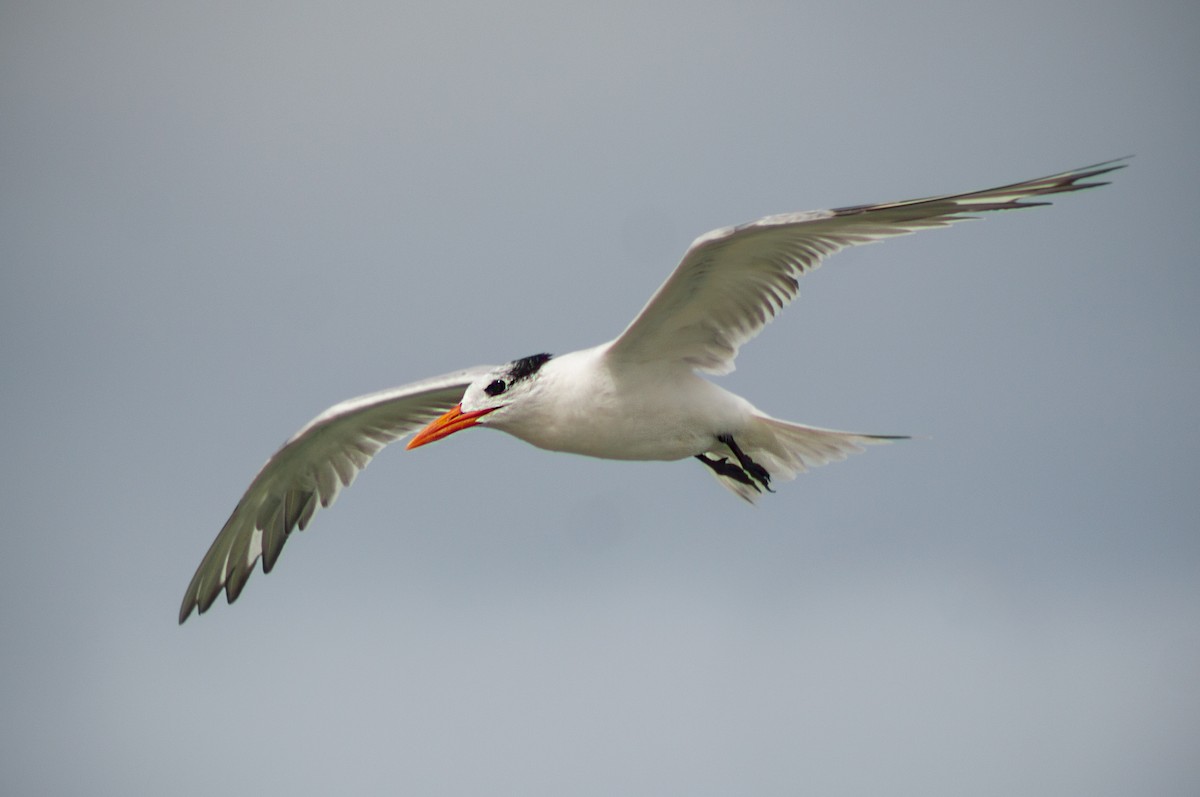 Royal Tern - ML414626941