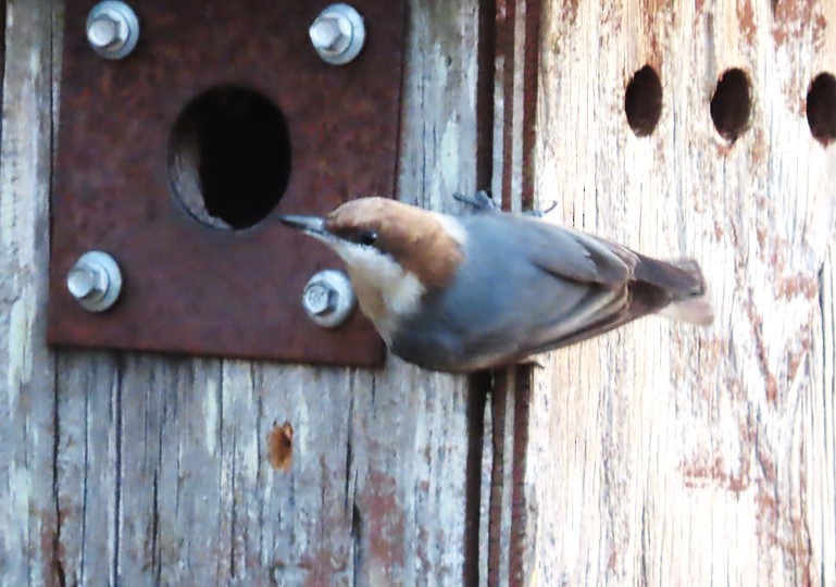 Brown-headed Nuthatch - ML414627301