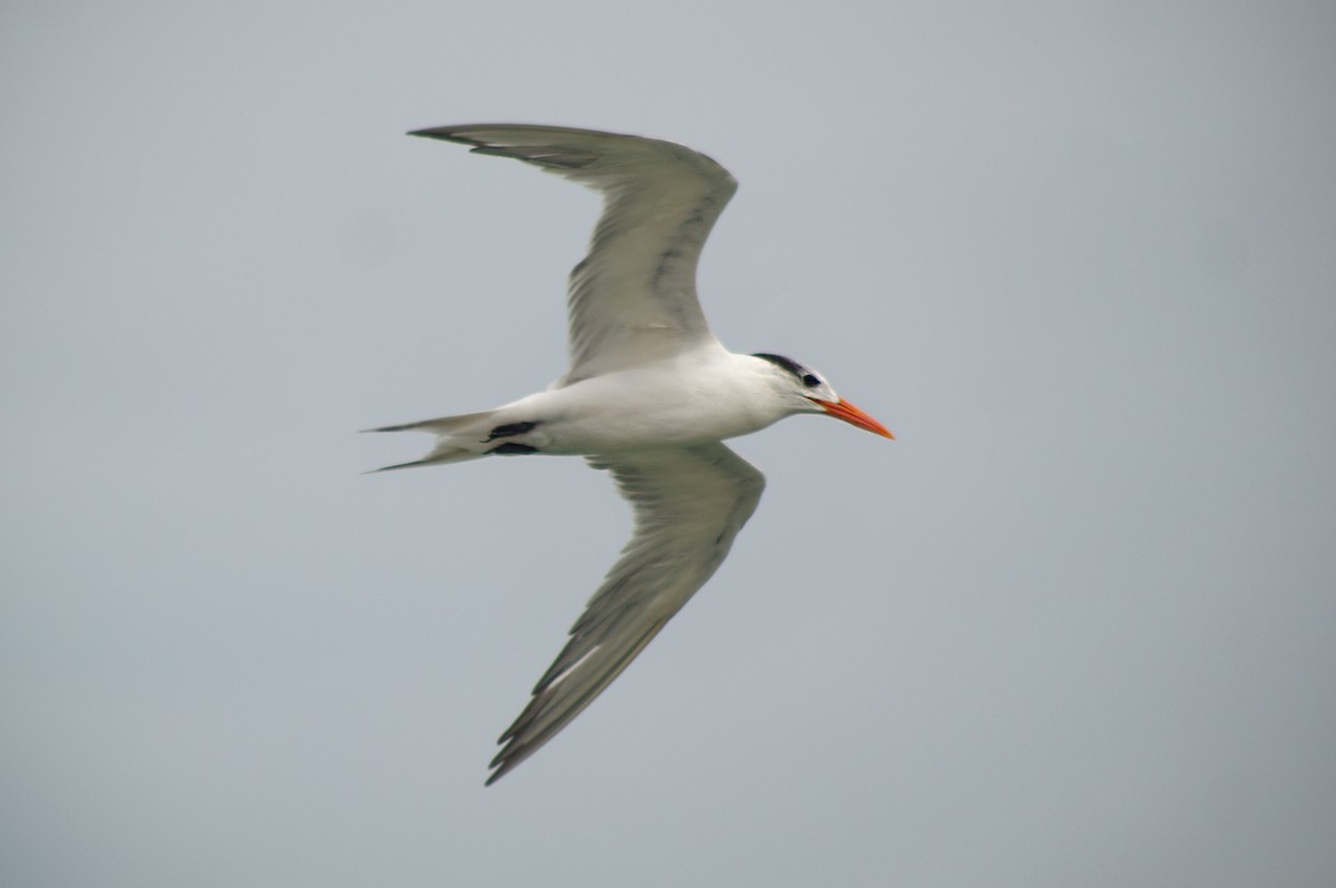 Royal Tern - ML414627511
