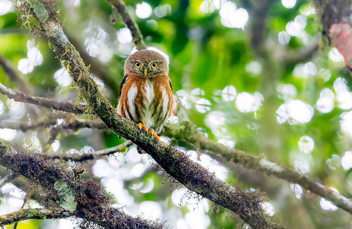 Least Pygmy-Owl - ML414627531