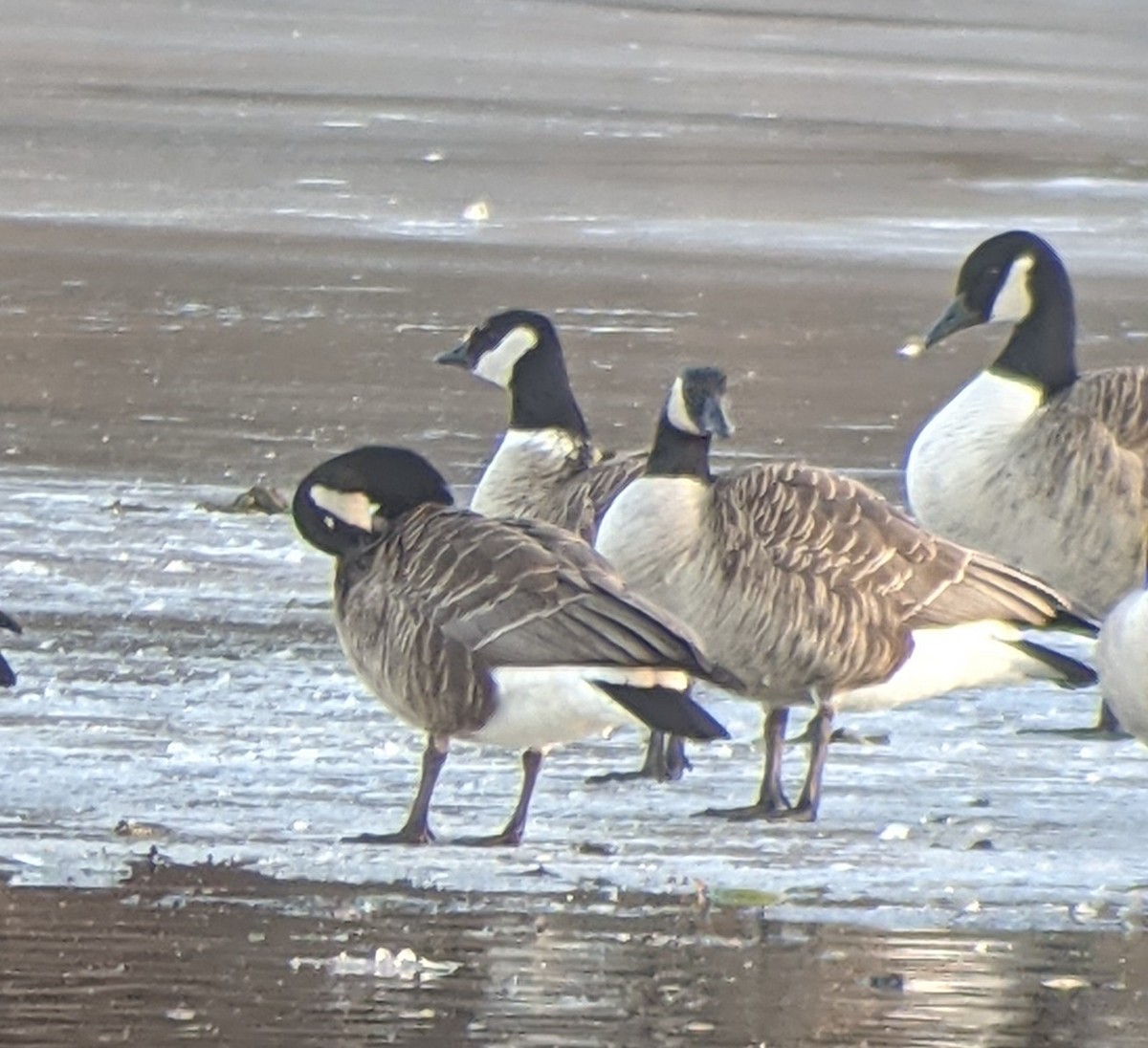 Branta kanadar txikia - ML414627651