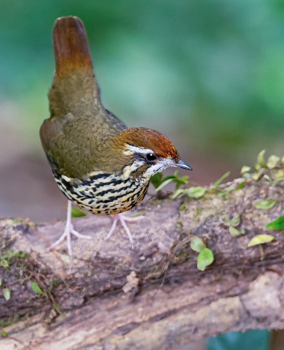 Such's Antthrush - ML414627841