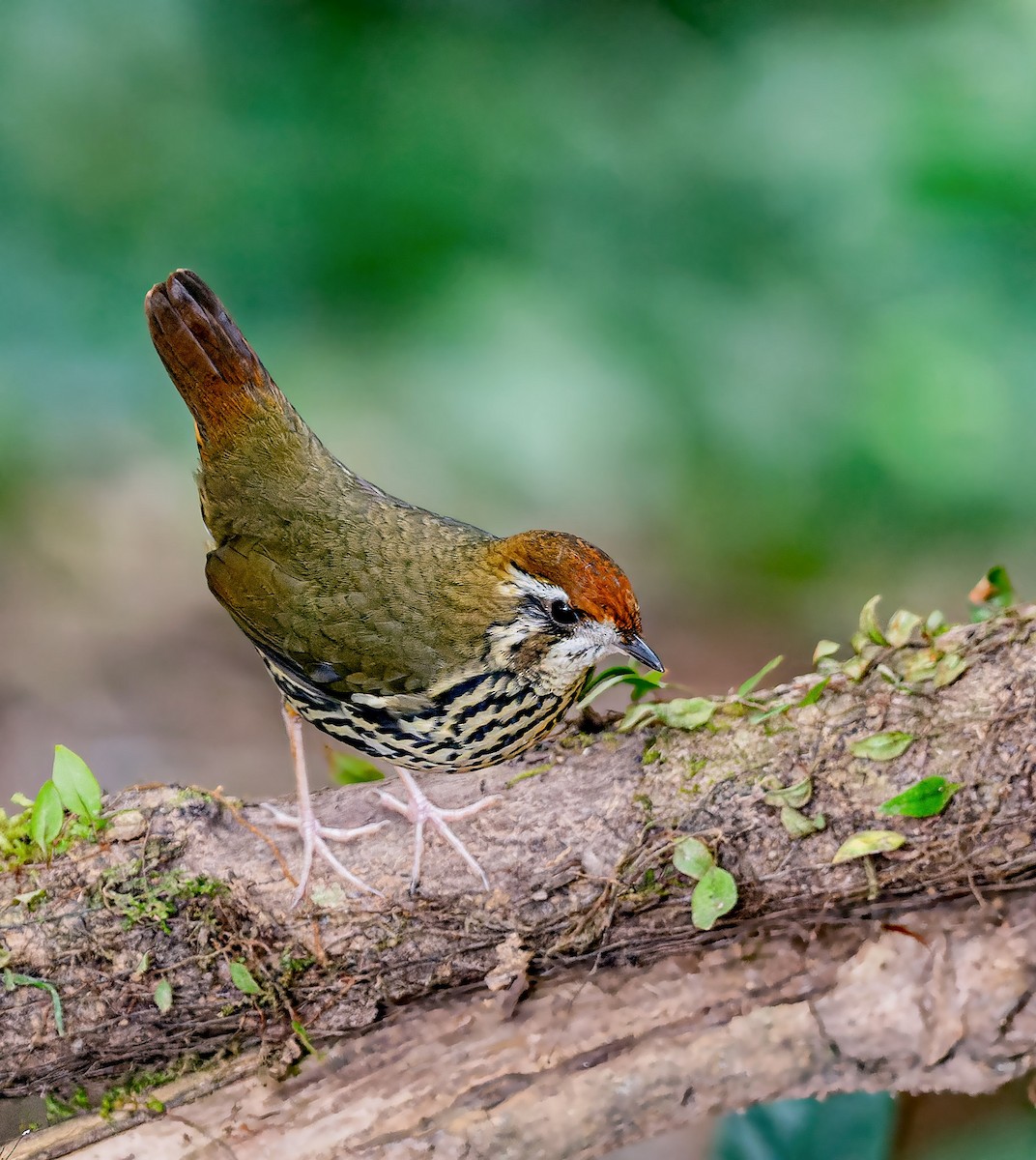 Such's Antthrush - ML414627861