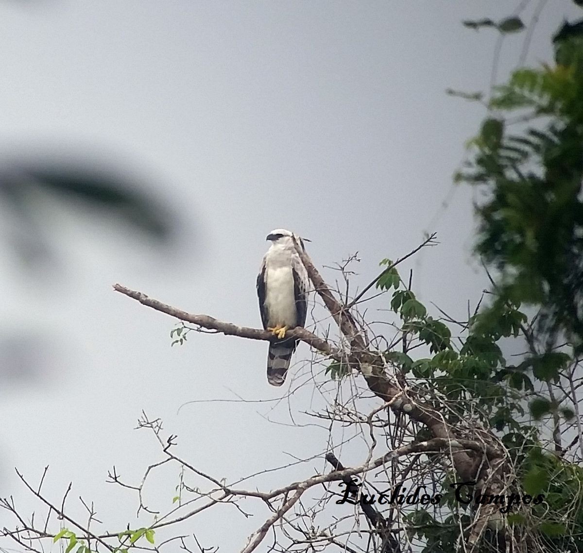 Crested Eagle - ML41462811