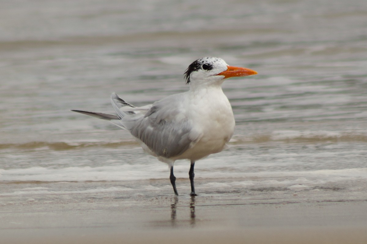 Royal Tern - ML414628291