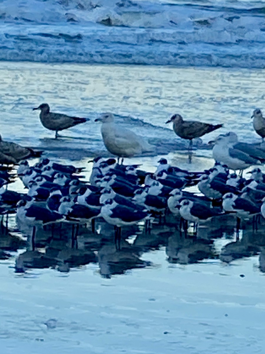 Glaucous Gull - ML414628631