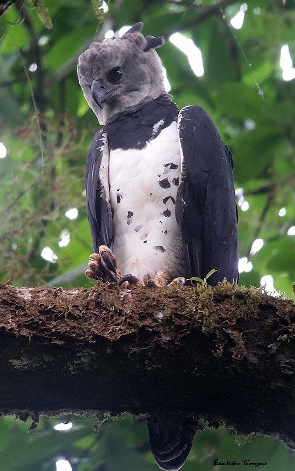 Harpy Eagle - Euclides "Kilo" Campos