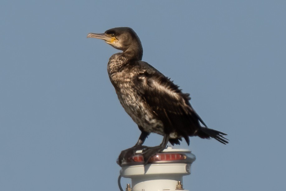 Great Cormorant - ML414628881