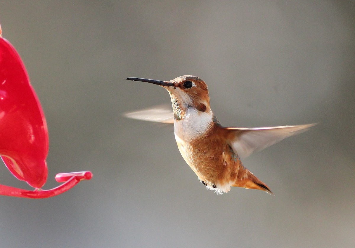 Allen's Hummingbird - ML414629651