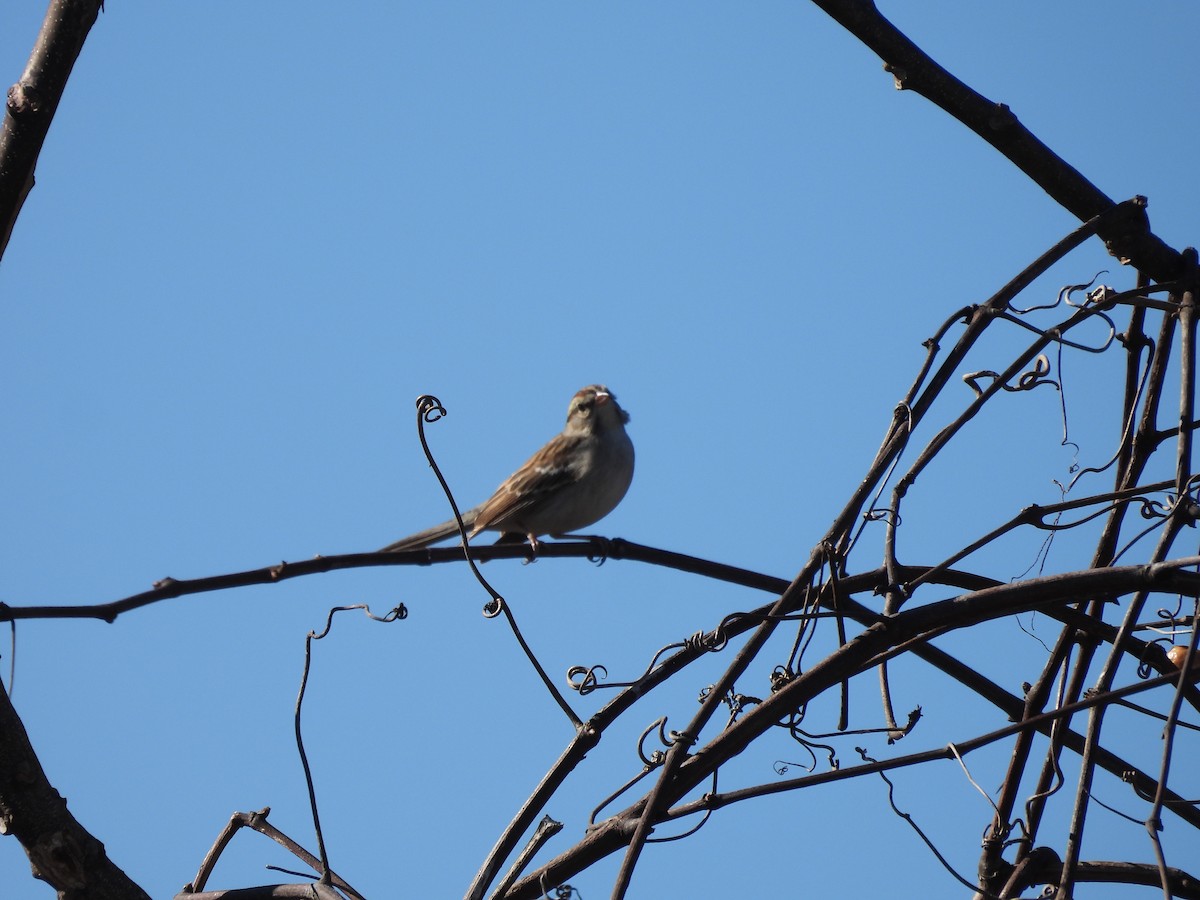 Chipping Sparrow - ML414630261