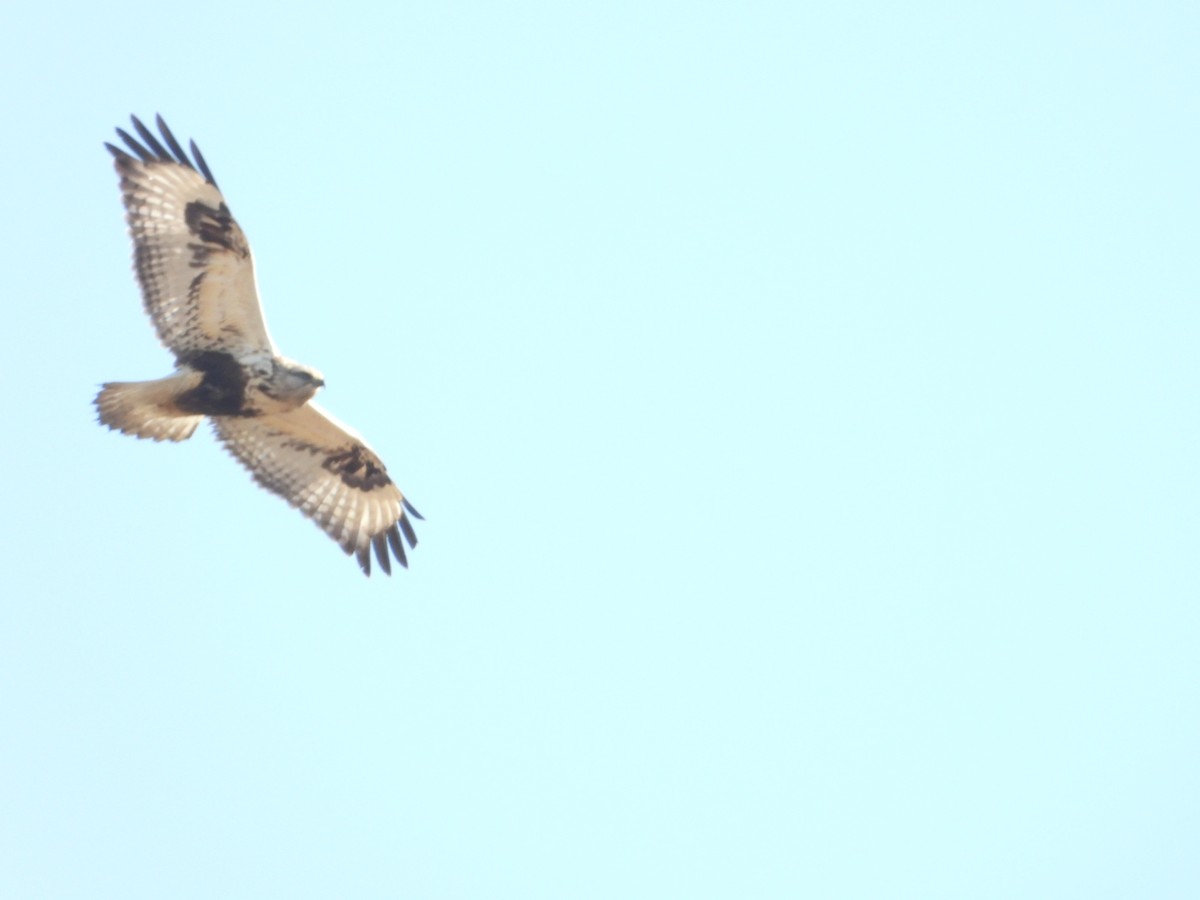 Rough-legged Hawk - ML414631381