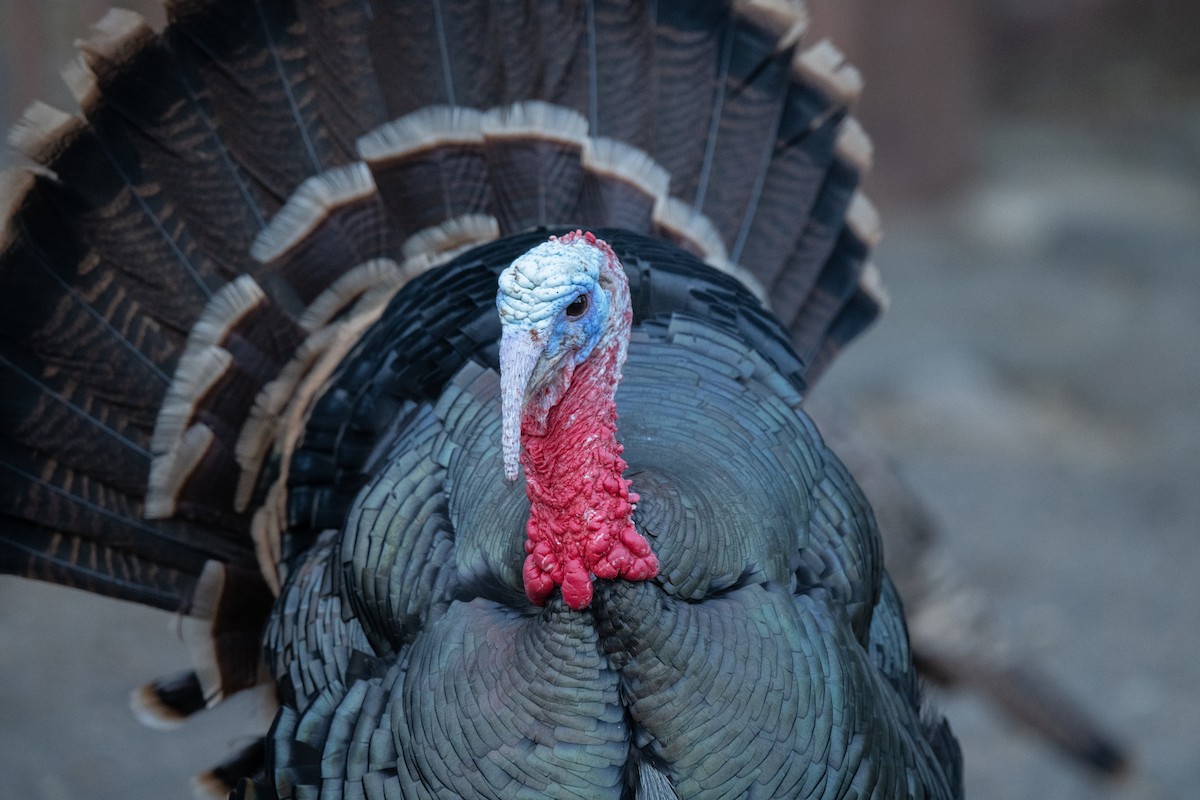 Wild Turkey - ML414631541