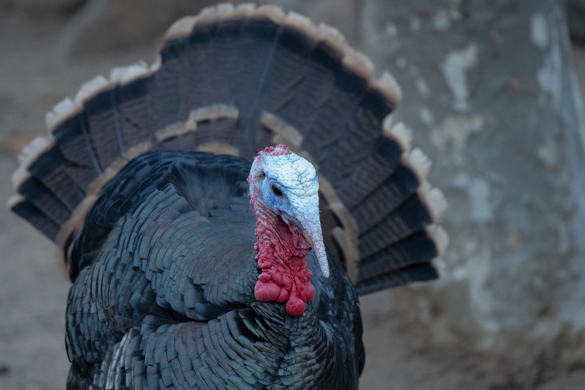 Wild Turkey - ML414631581