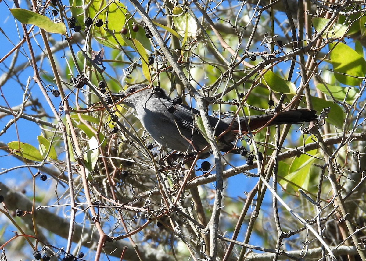 Gray Catbird - ML414631661