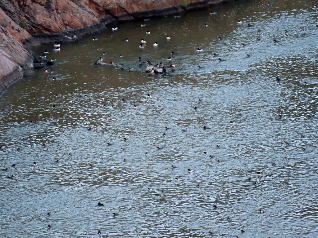 Common Merganser - ML414631981