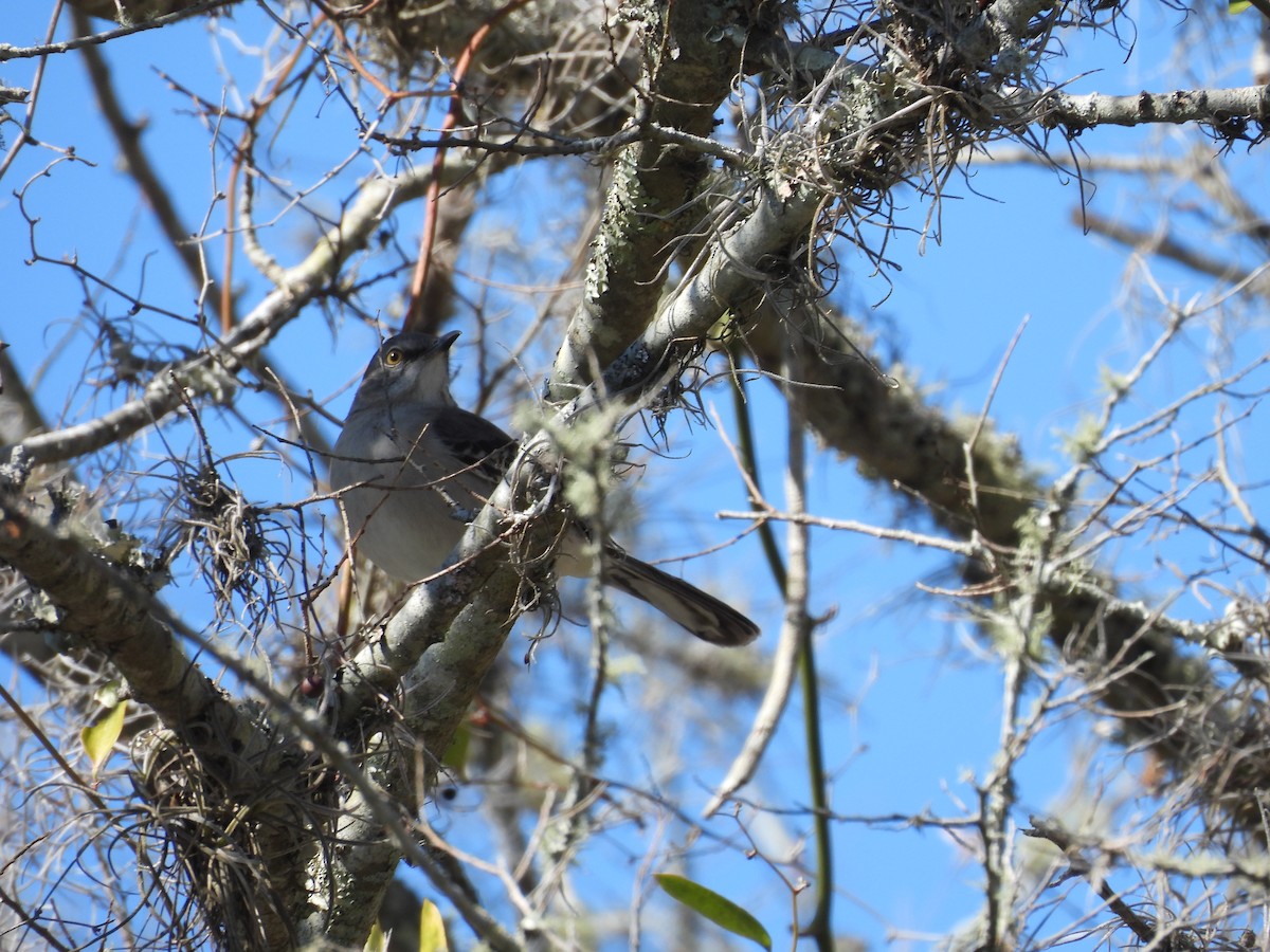 Northern Mockingbird - ML414632161