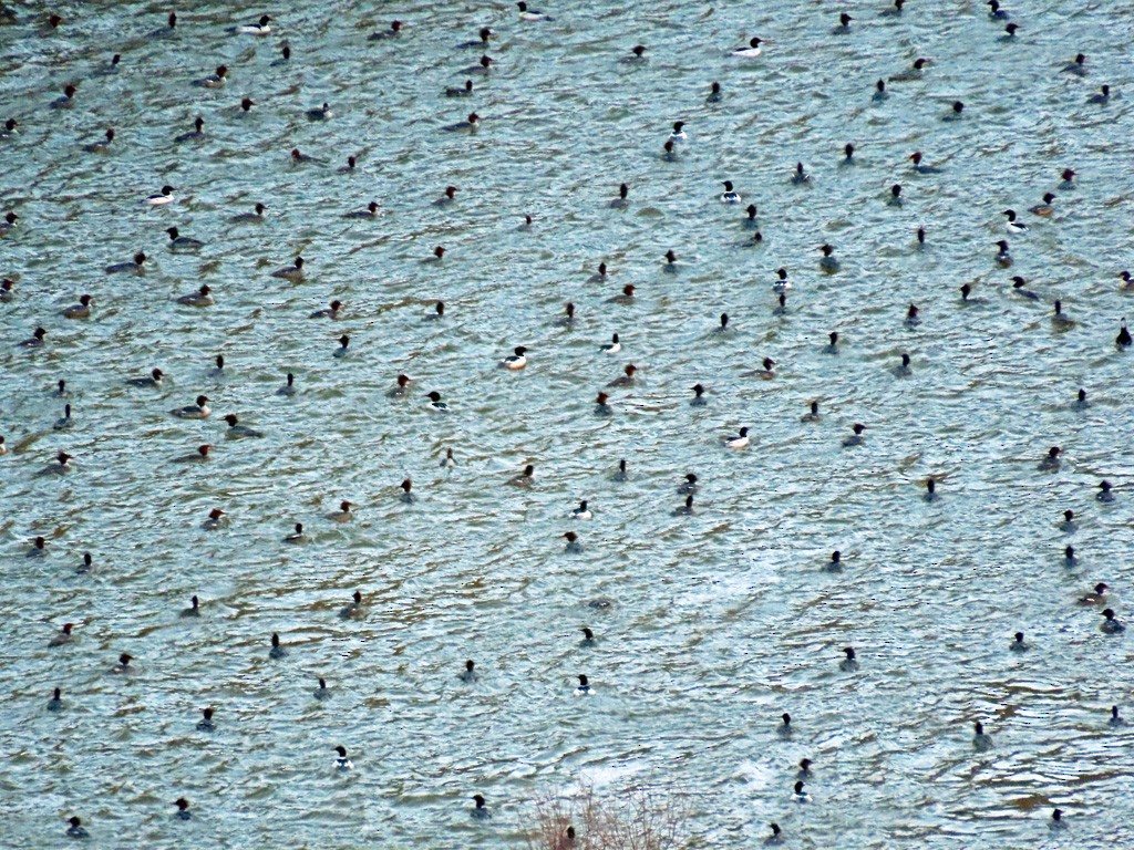 Common Merganser - David Pearson