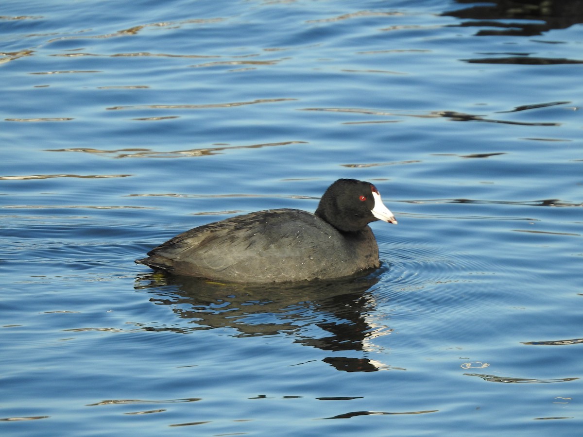 American Coot - Anna Stalcup