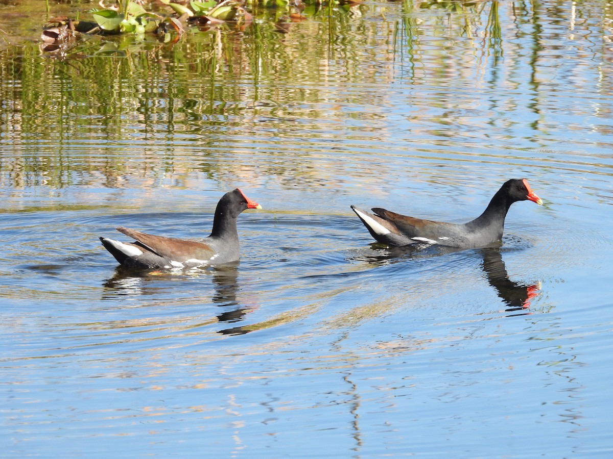 Common Gallinule - ML414633751