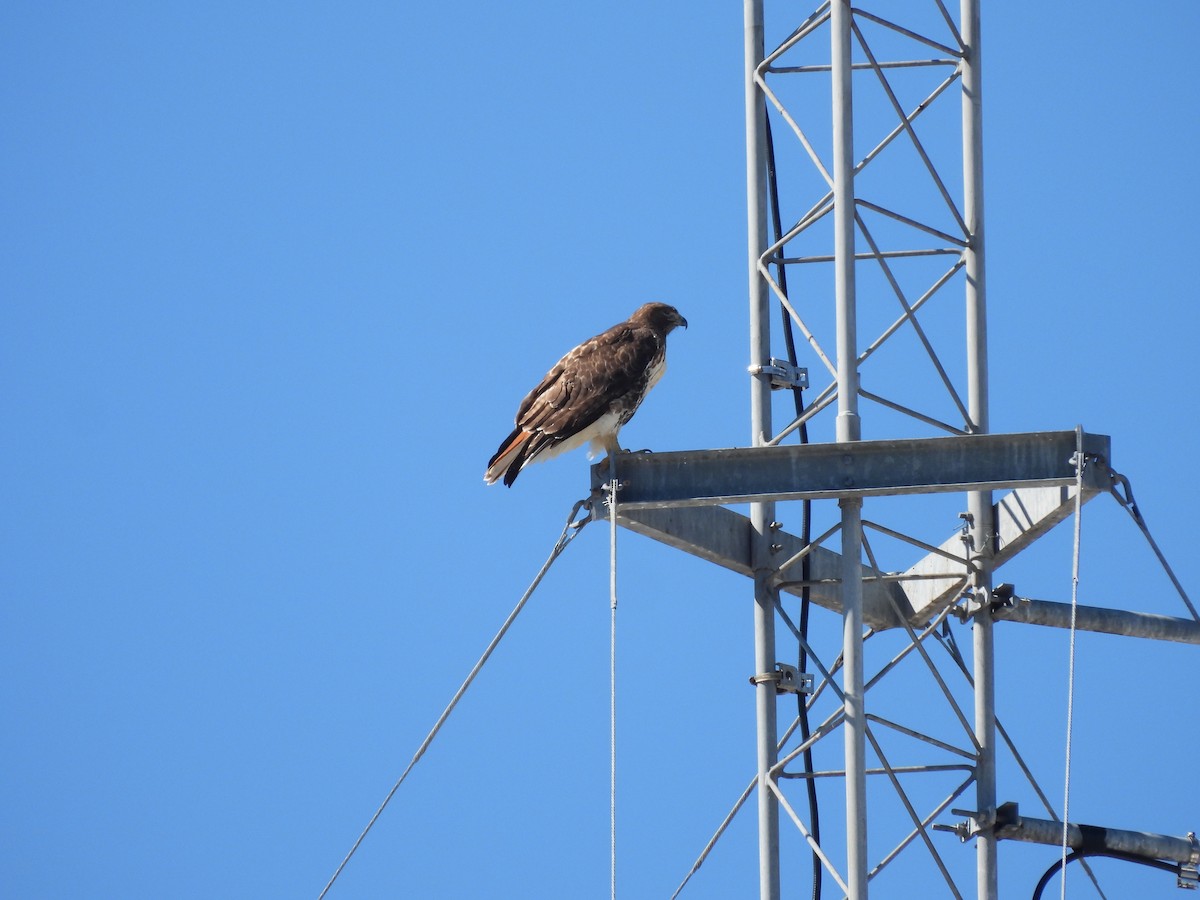 Red-tailed Hawk - ML414633991