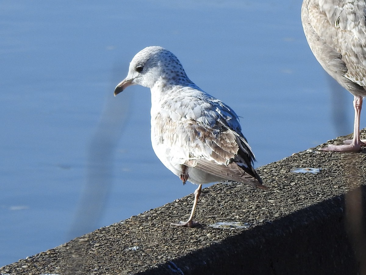 Ring-billed Gull - ML414636501